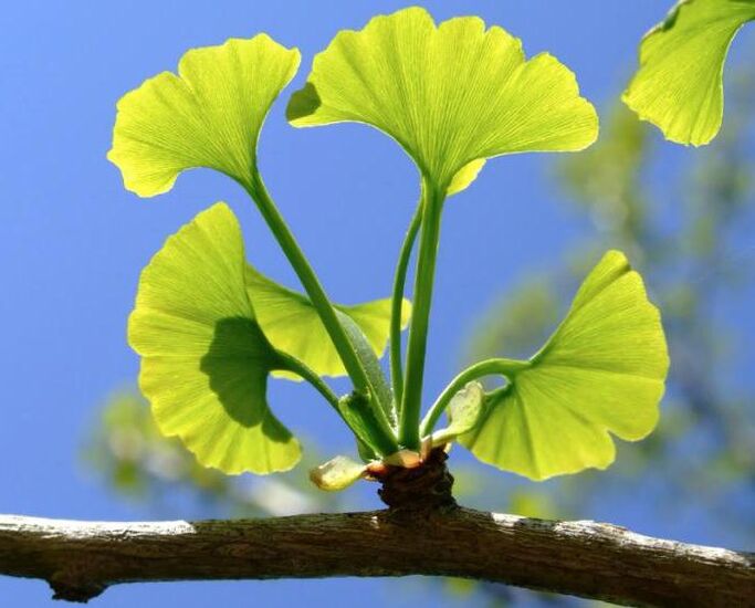 ginkgo biloba na zväčšenie penisu